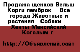 Продажа щенков Вельш Корги пемброк  - Все города Животные и растения » Собаки   . Ханты-Мансийский,Когалым г.